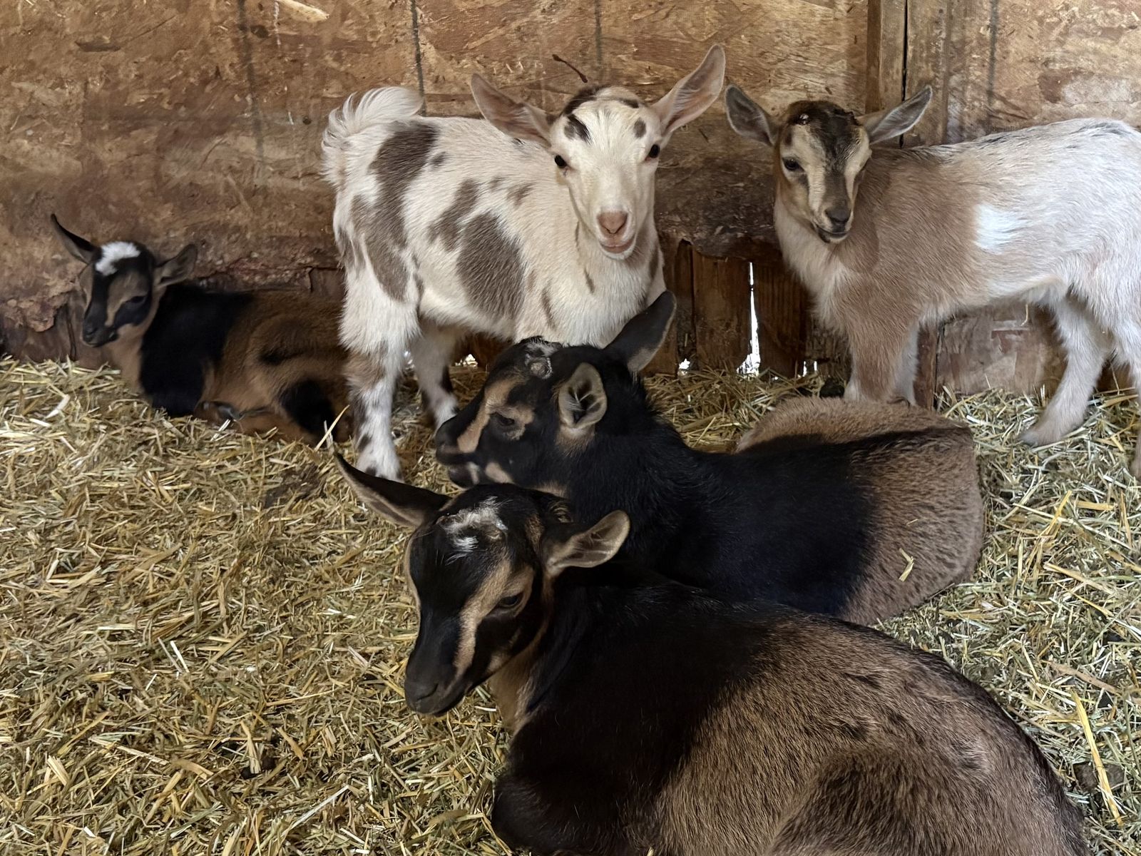 Nigerian Dwarf bucklings available