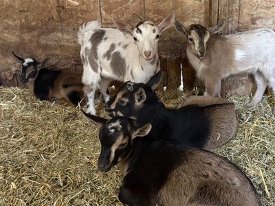Nigerian Dwarf bucklings available