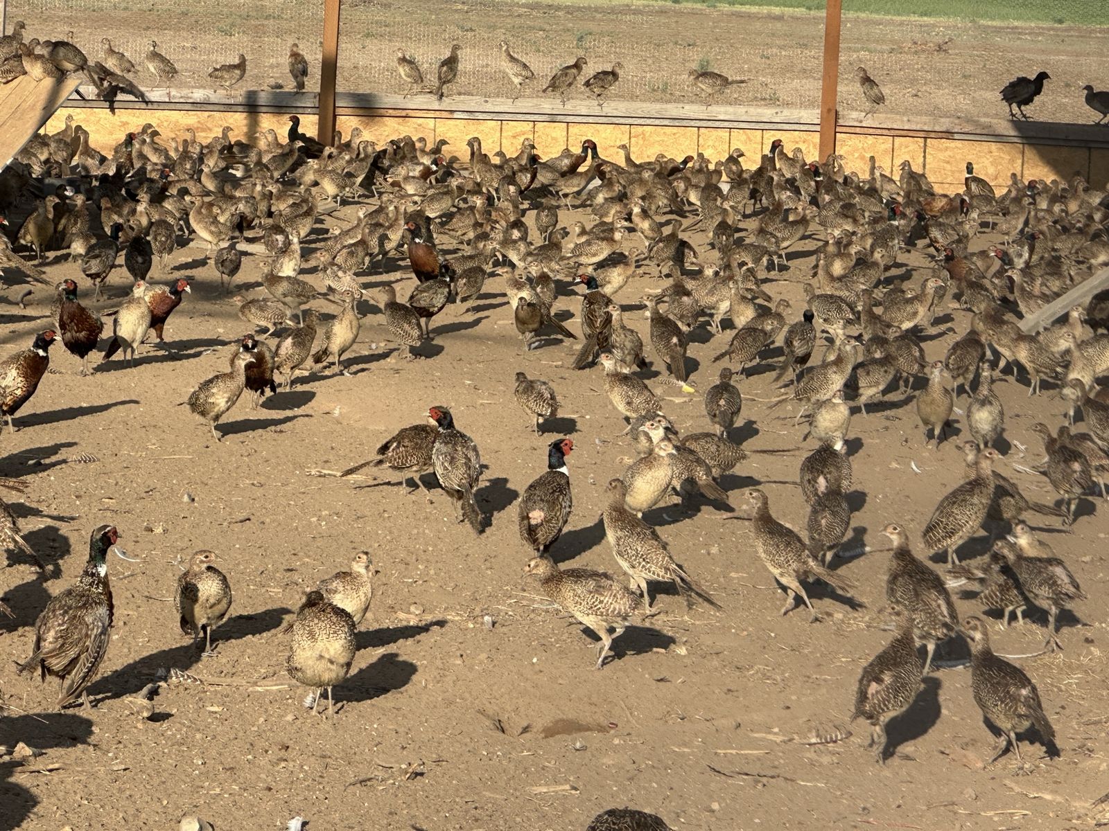 Adult hen pheasants for sale 12 a bird. 10 bird minimum purchase. 14 for roosters.
