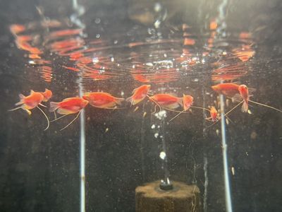 Glo-Fish Starfire Pearl Gourami