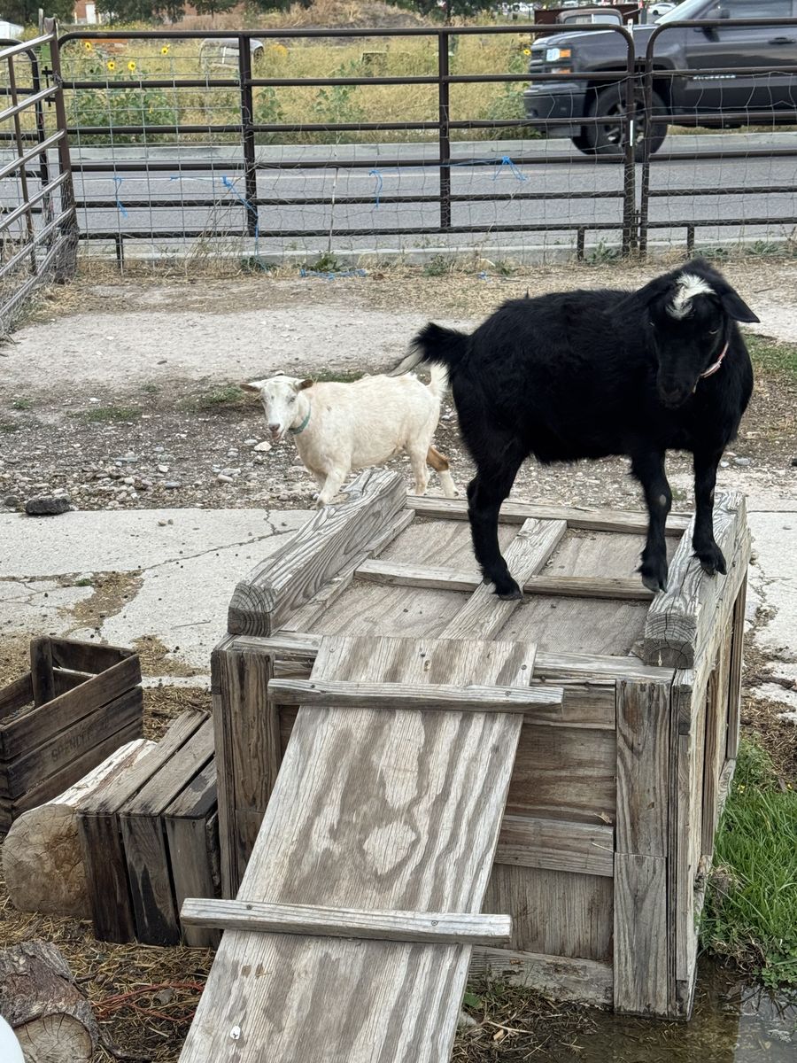Pair of Pregnant Mini Fainting Goats