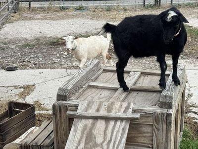 Pair of Pregnant Mini Fainting Goats