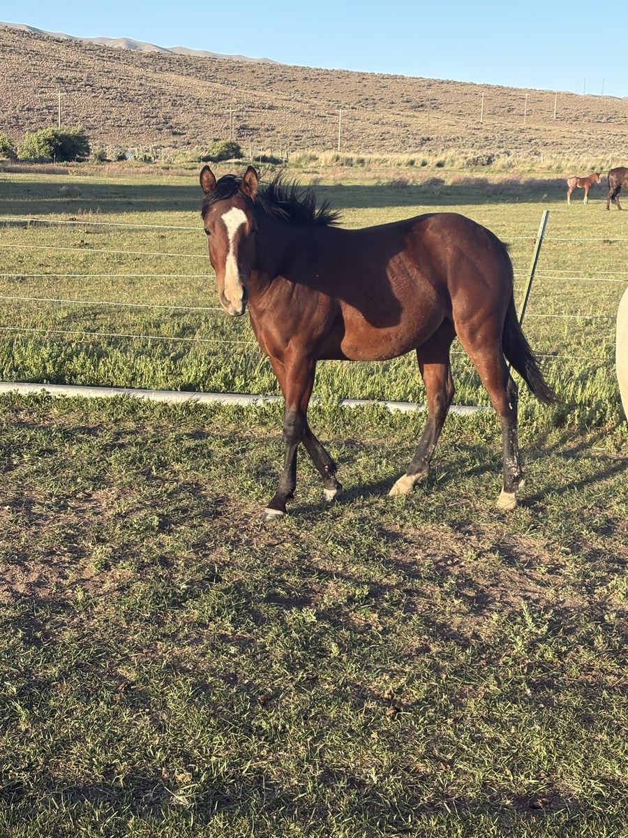 AQHA Yearling gelding