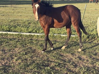 AQHA Yearling gelding