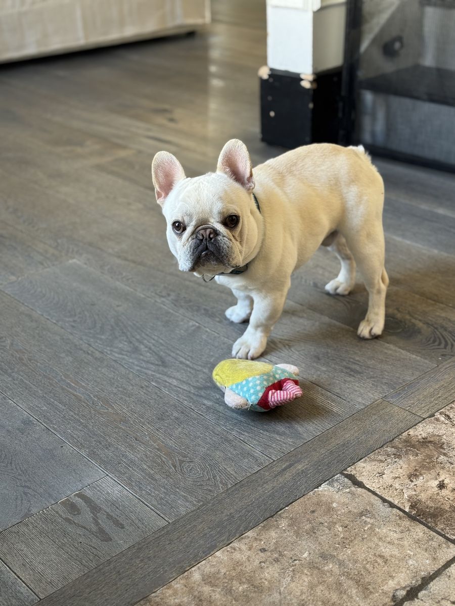 French bulldog stud