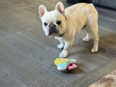 French bulldog stud