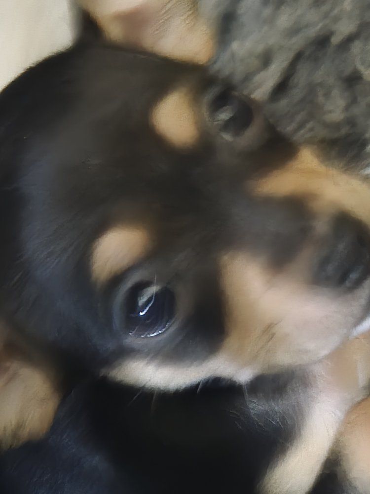 puppies