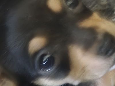 puppies