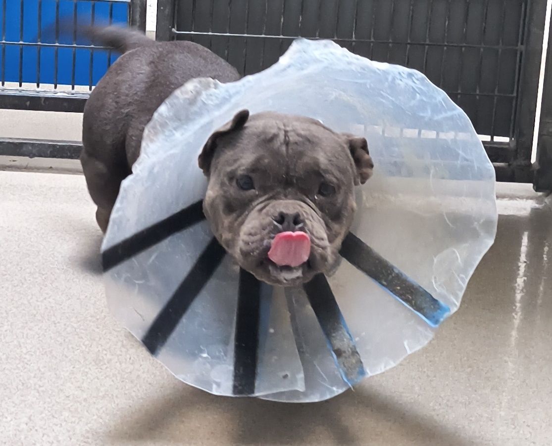 A164648 Jelly is Available for Adoption!