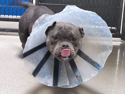 A164648 Jelly is Available for Adoption!