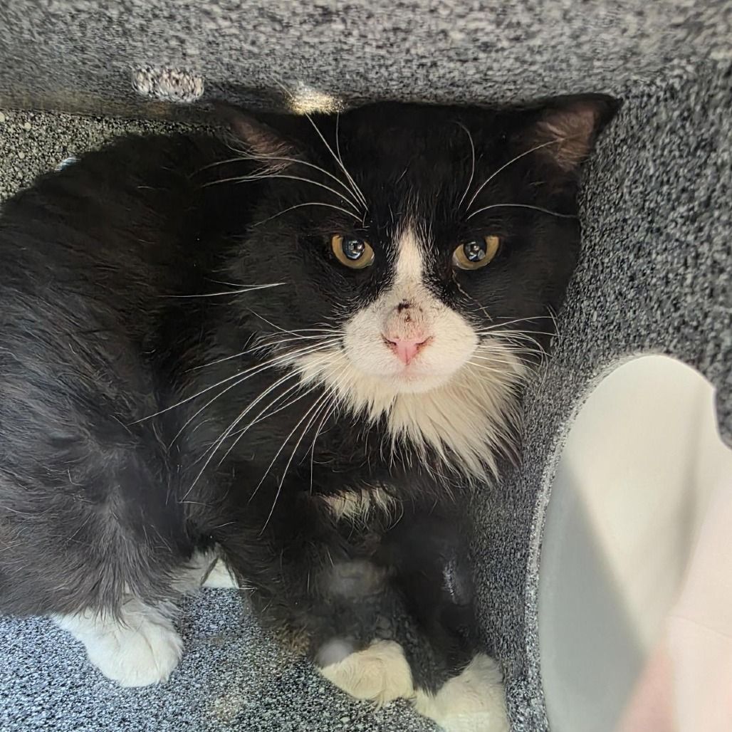 Hello my name is Binx