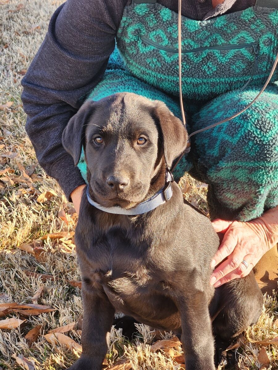 Purebred Black Lab Puppies