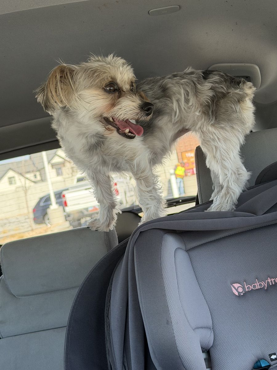 Female Yorkie *Spayed