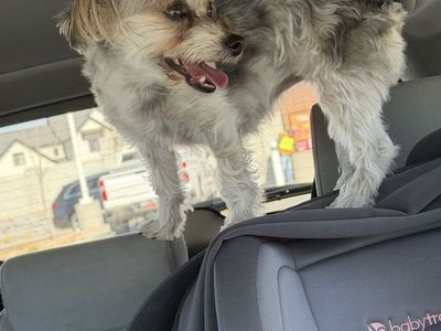 Female Yorkie *Spayed