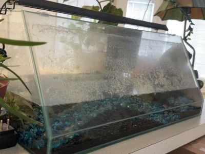 10 gallon angled tank