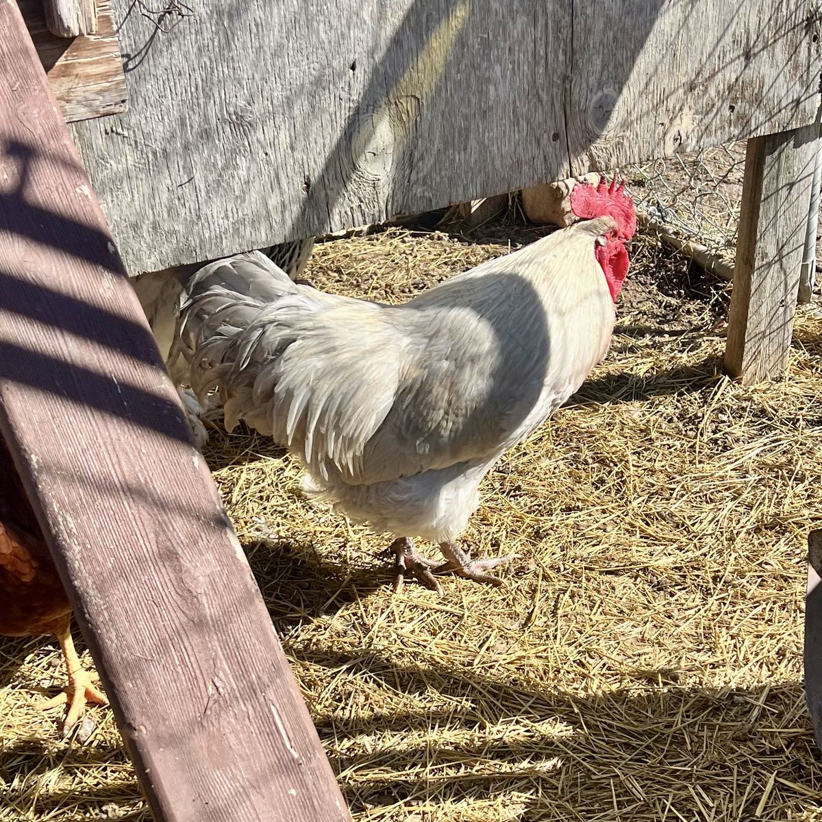 Free Lavender Orpington Rooster