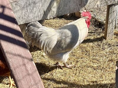 Free Lavender Orpington Rooster