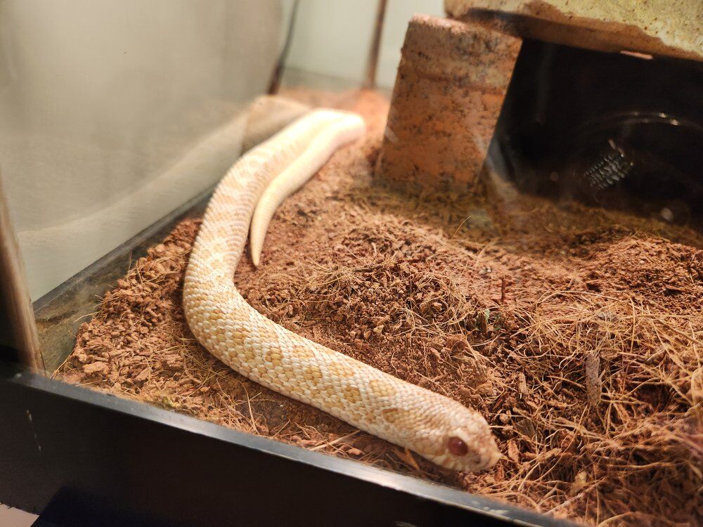 Albino Hognose Snake