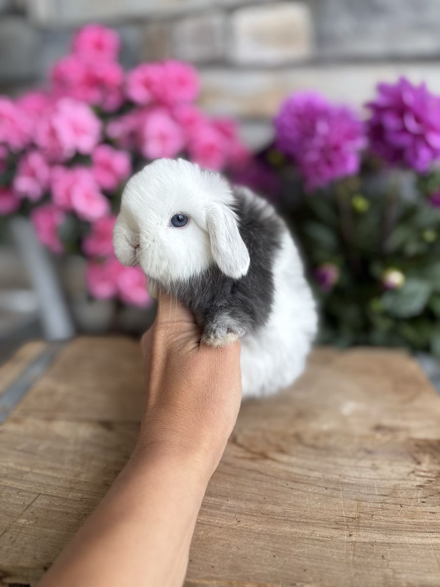 Beautiful Purebred Holland Lop Baby Bunny