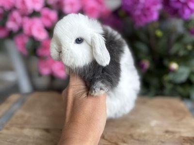 Beautiful Purebred Holland Lop Baby Bunny