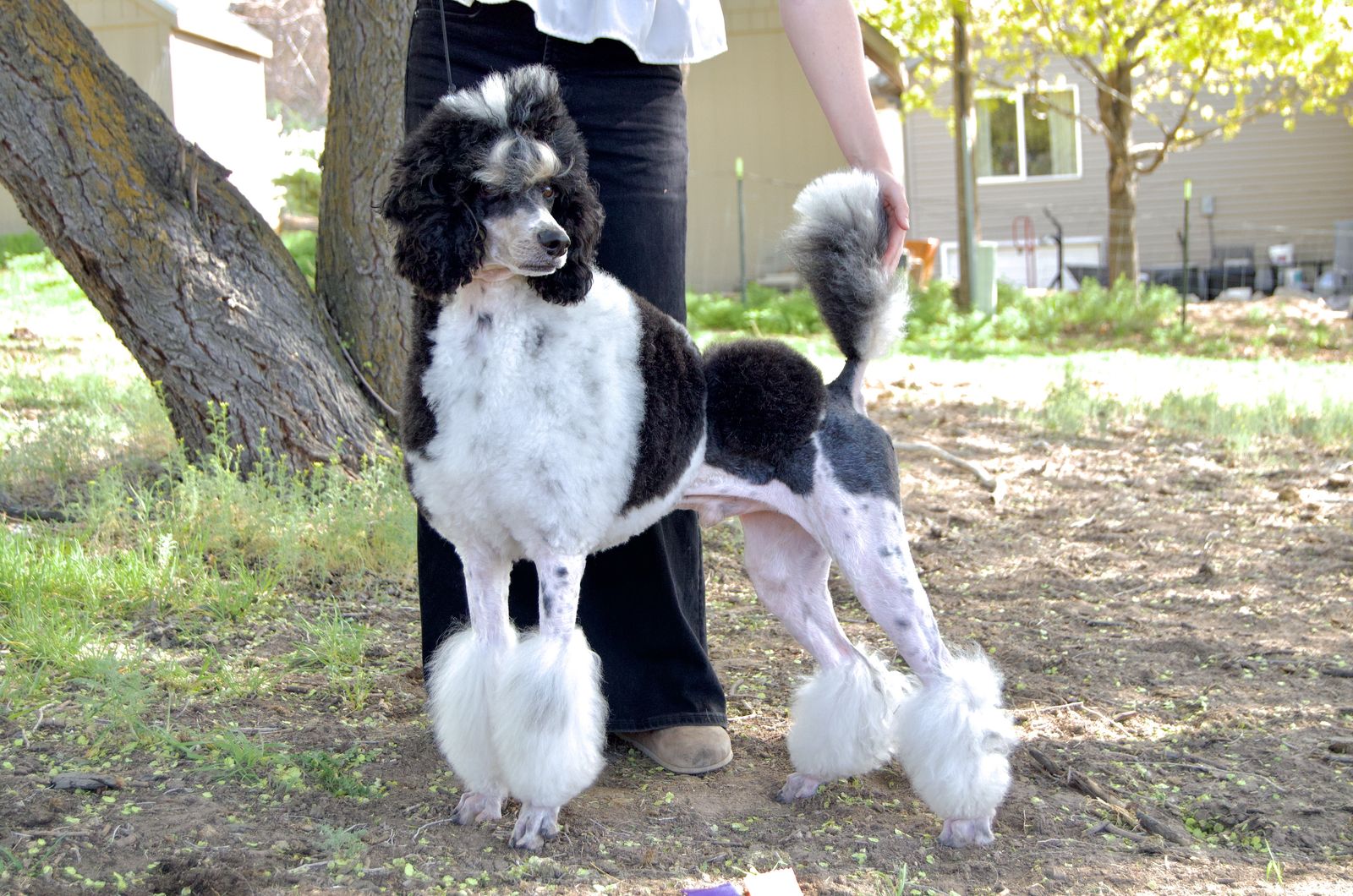 UKC Champion AKC +OFA Standard Poodle Stud