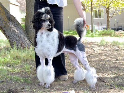 UKC Champion AKC +OFA Standard Poodle Stud