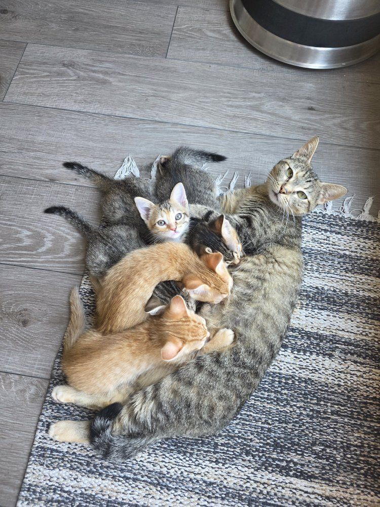 kittens! only 1 left!