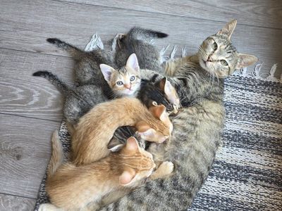 kittens! only 1 left!