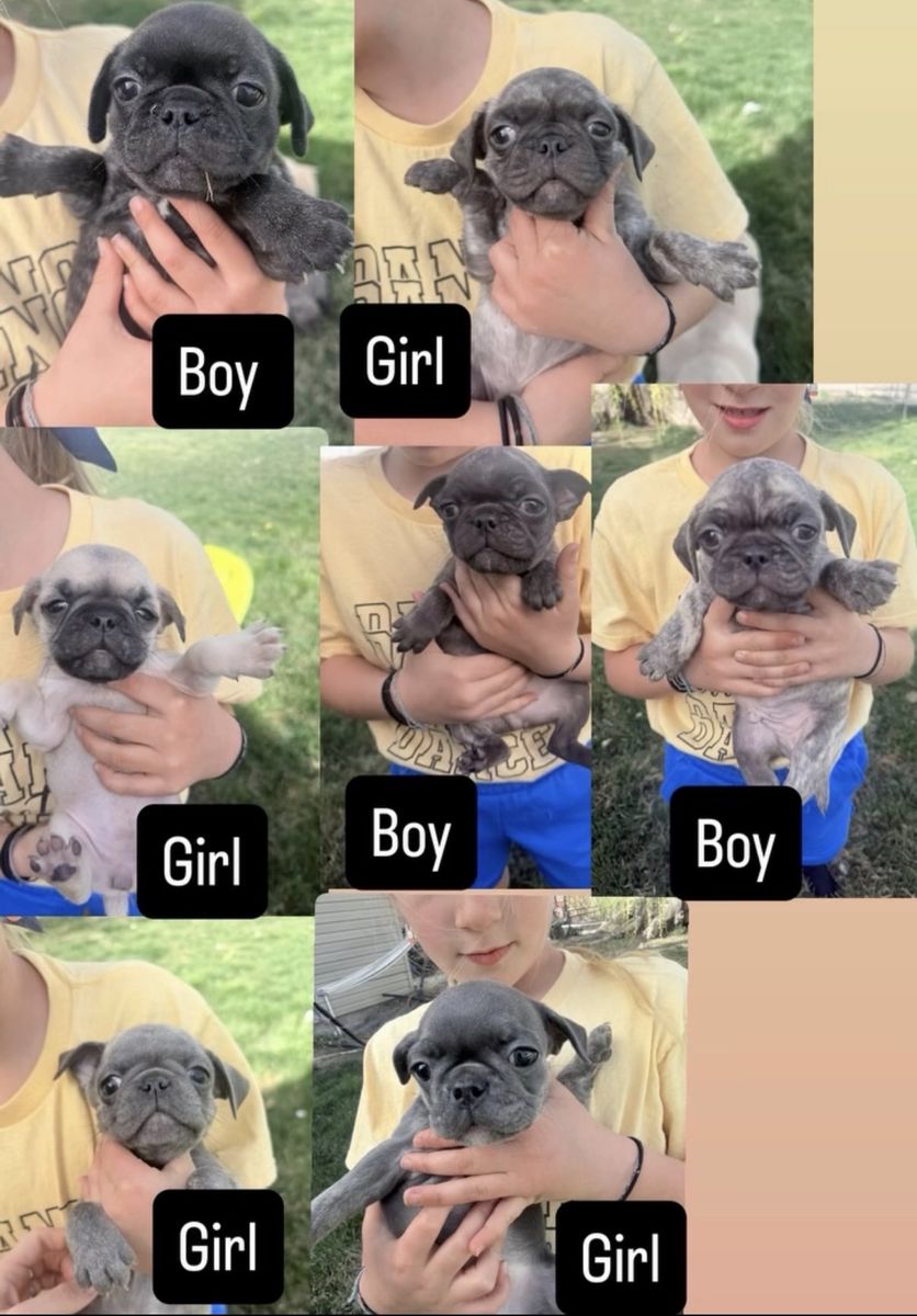 Frug Puppies