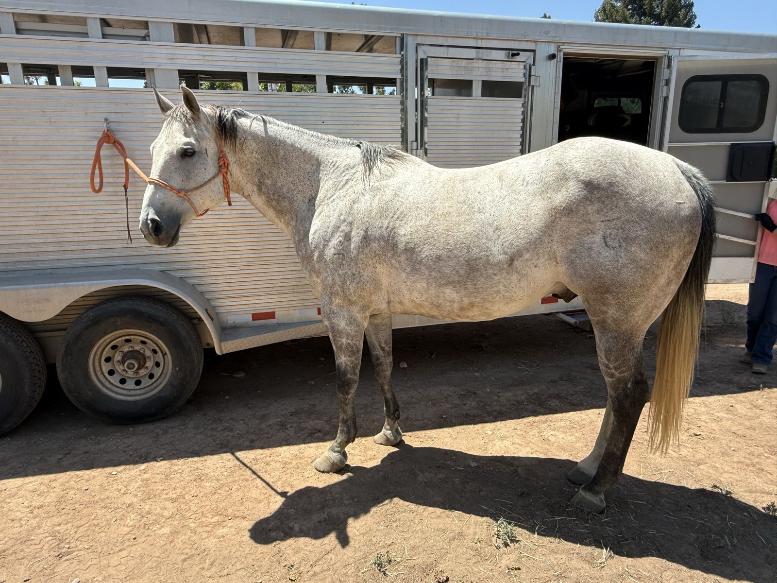 9 year old grade gelding