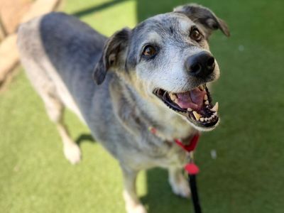 Rosie would love to be chosen