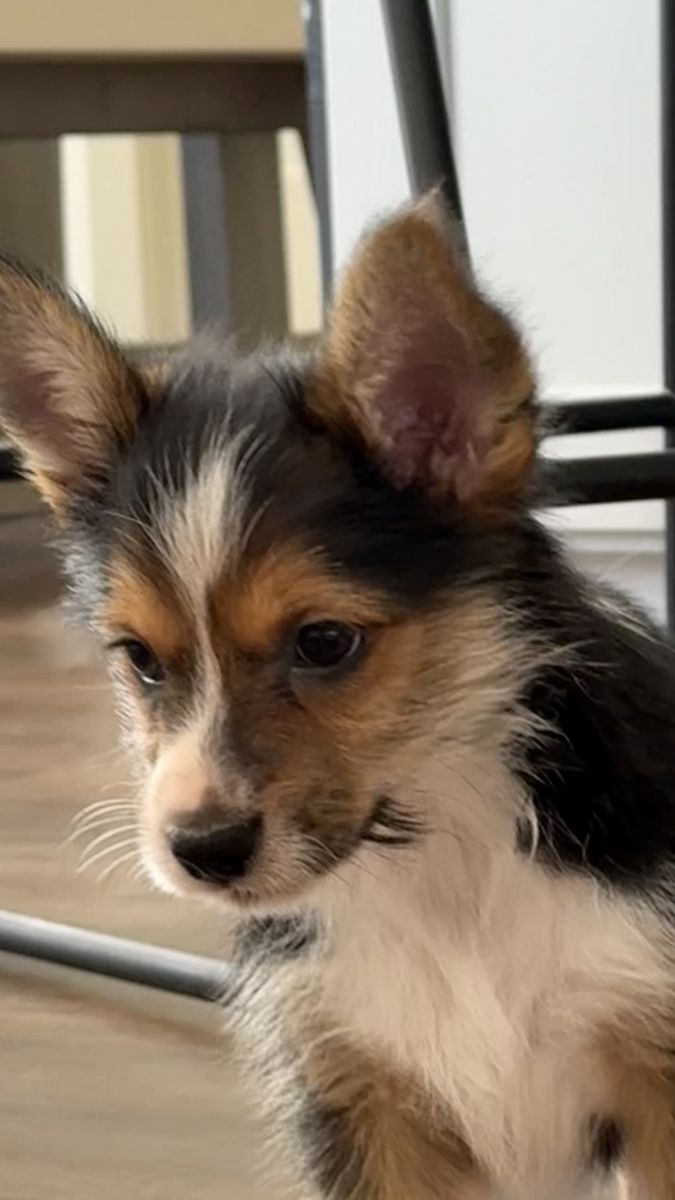 Corgi-Yorkie