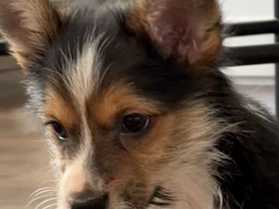 Corgi-Yorkie