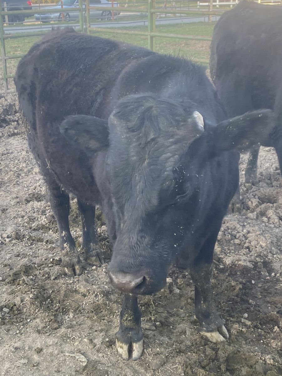 Wagyu/Angus cross Steer