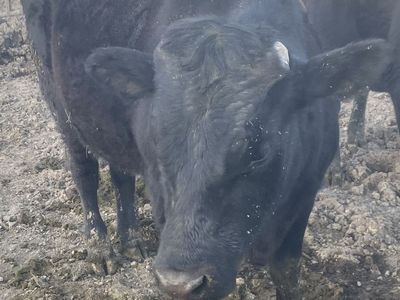 Wagyu/Angus cross Steer