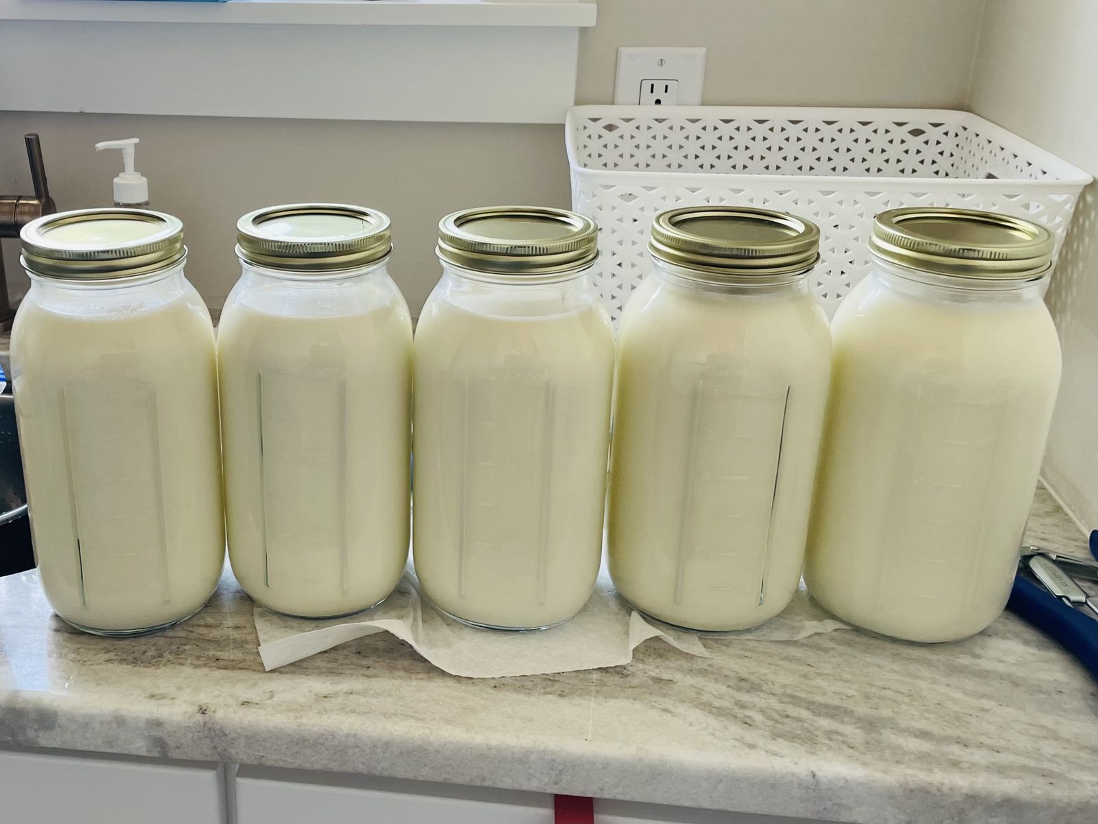 Raw Jersey Cow Milk Fresh or Freeze Dried