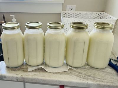 Raw Jersey Cow Milk Fresh or Freeze Dried