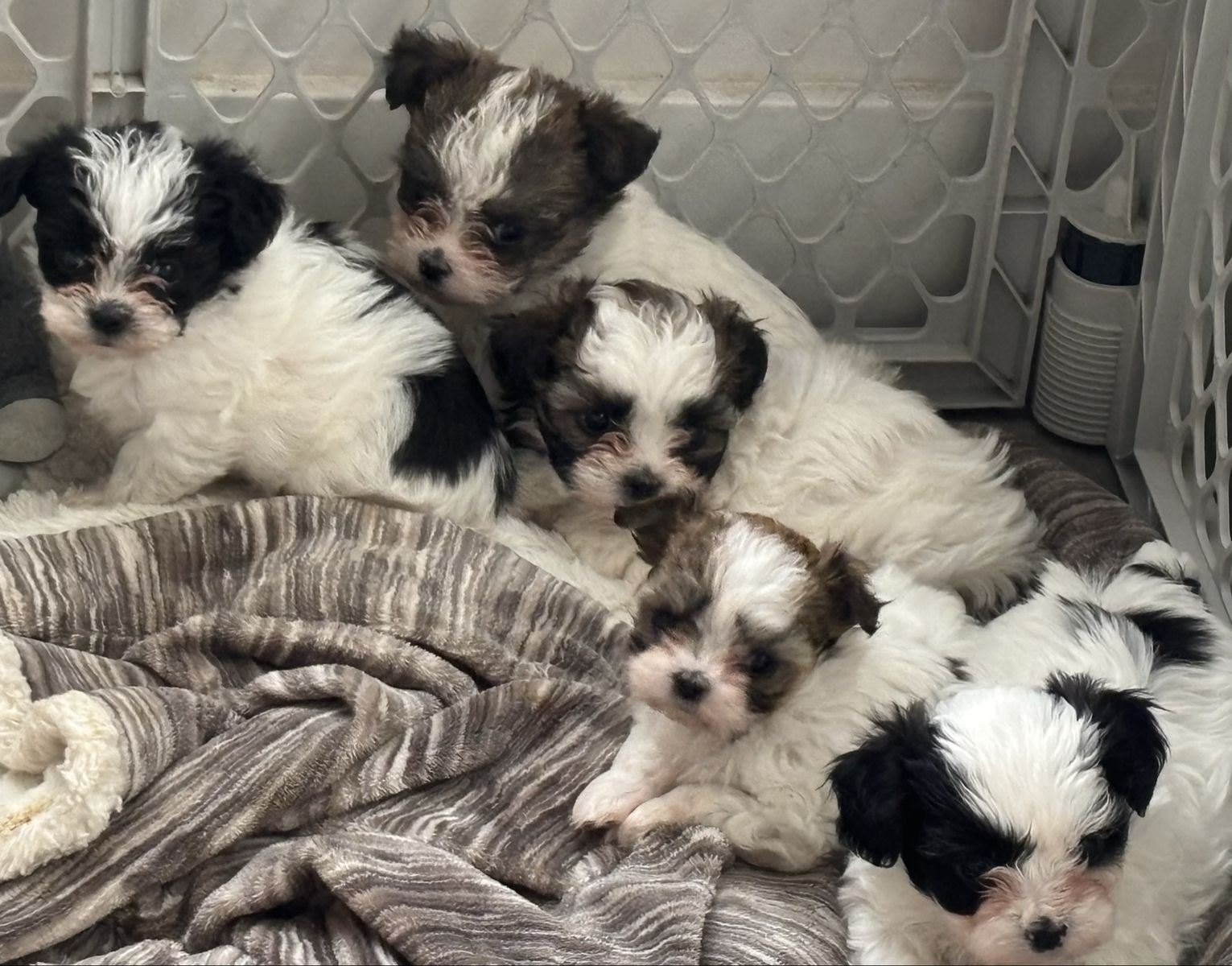 Shih Tzu Maltese Yorkie Puppies