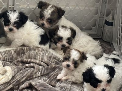 Shih Tzu Maltese Yorkie Puppies