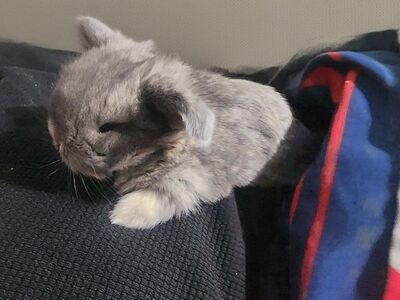 Purebred Opal Holland Lop Buck