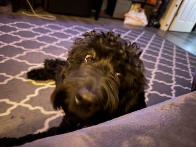 Need to rehome my pup