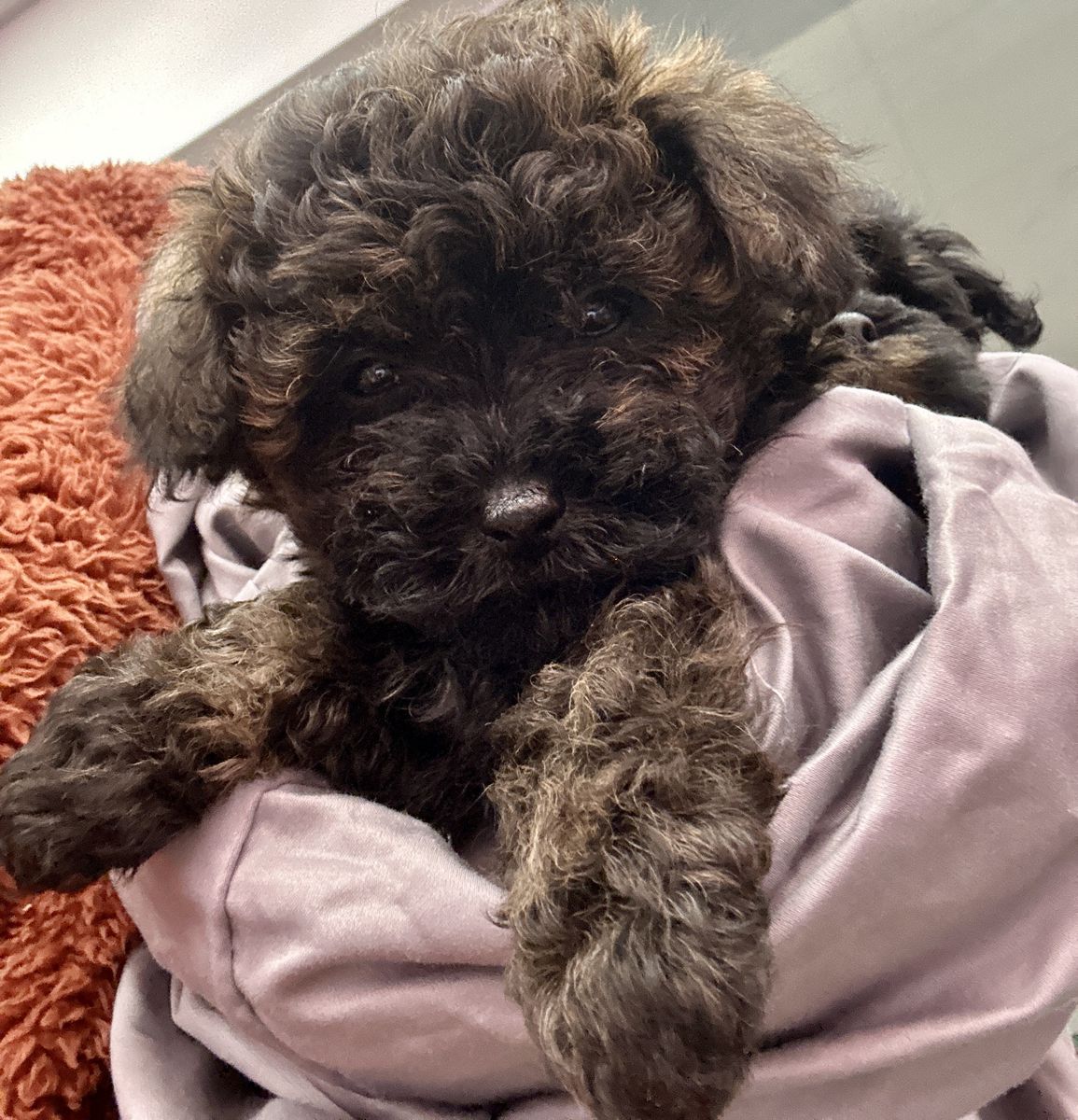 Girl YorkiePoo Puppy Yorkie Toy Poodle Mix