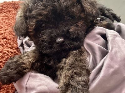 Girl YorkiePoo Puppy Yorkie Toy Poodle Mix