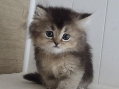 Purebred British Longhair Kitten