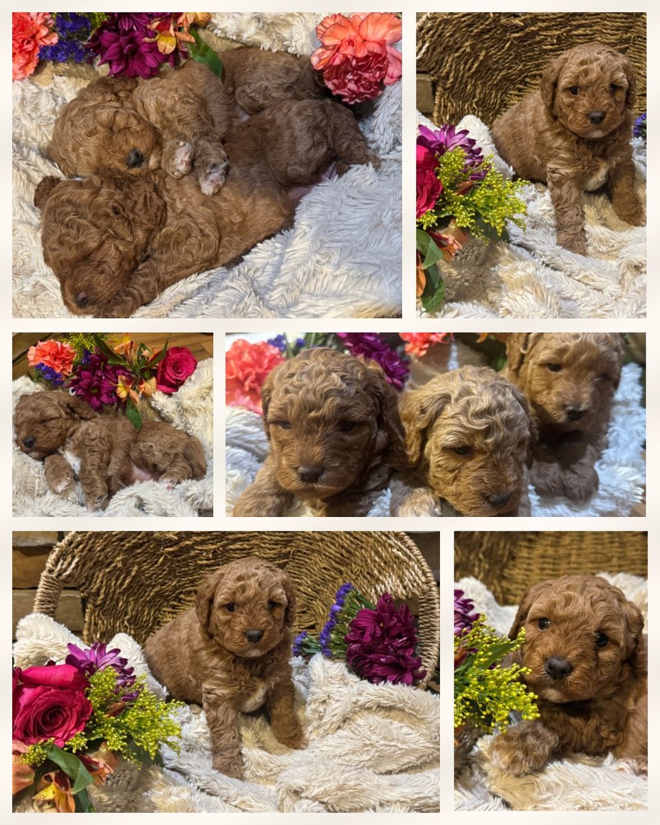 Mini Goldendoodle Puppies - Ready August 9th