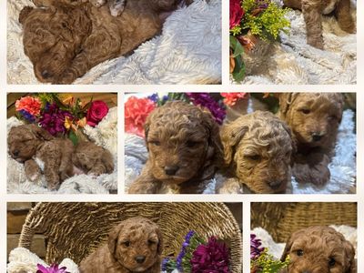 Mini Goldendoodle Puppies - Ready August 9th