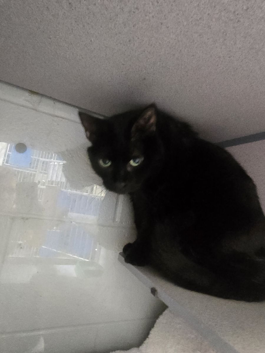 A165171 Carma is Available for Adoption!