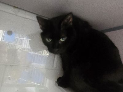 A165171 Carma is Available for Adoption!