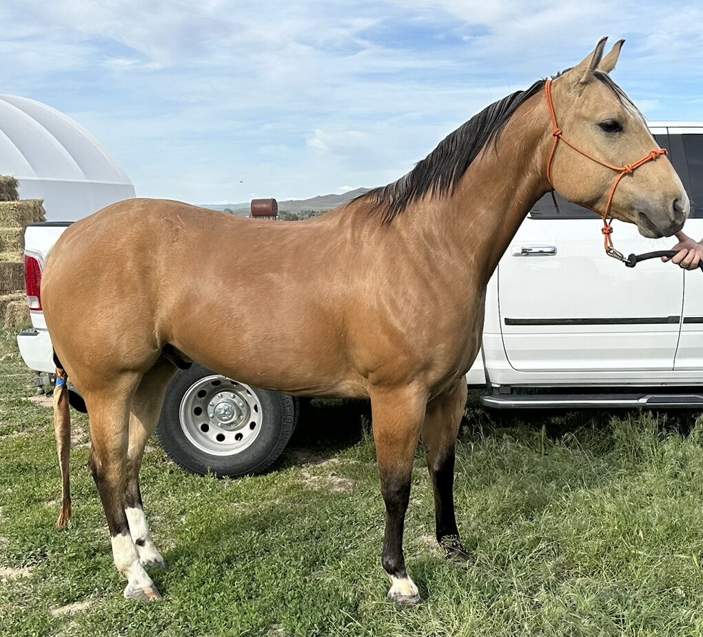 6 Year Old Registered Quarter Horse Gelding