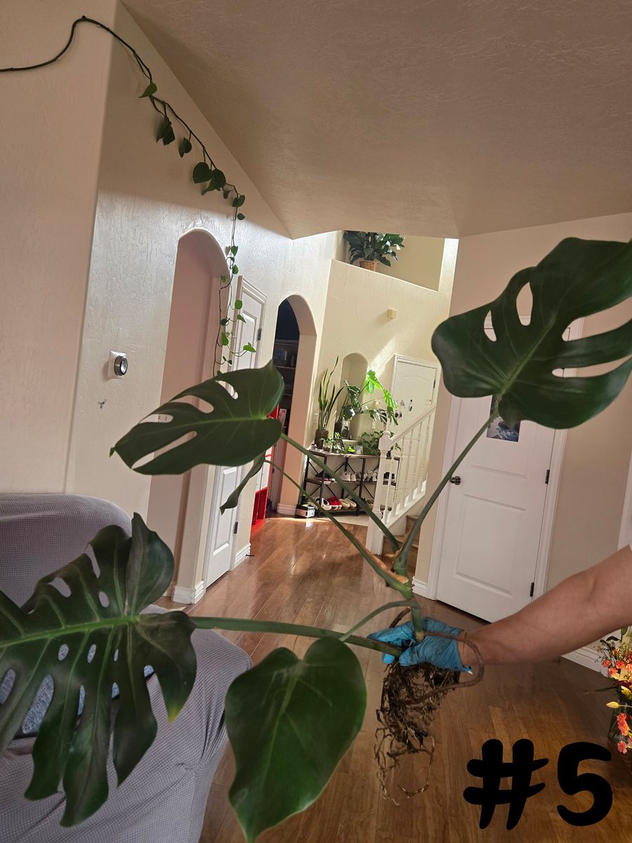 Healthy Monstera Deliciosa